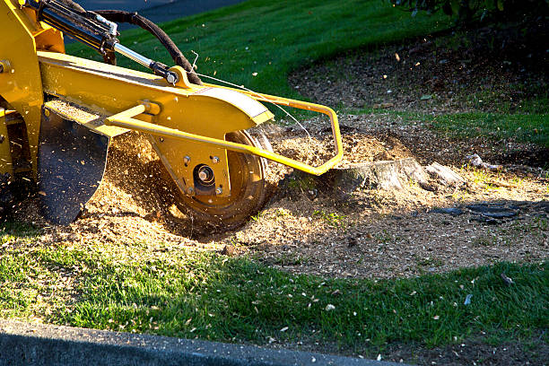 Bigfoot, TX Tree Services Company