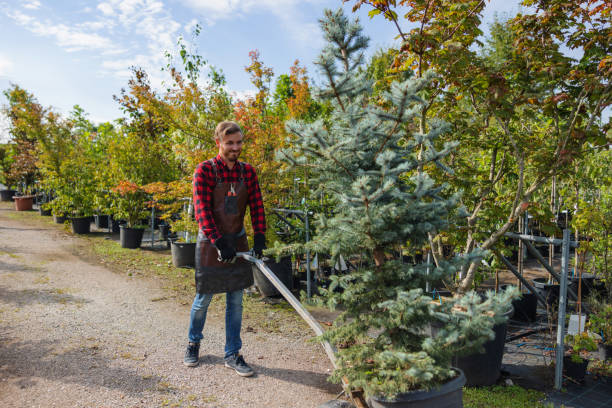 How Our Tree Care Process Works  in  Bigfoot, TX